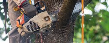 How Our Tree Care Process Works  in  Hawaiian Gardens, CA